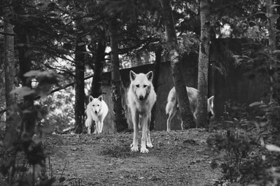 森林里三只狗的灰阶照片